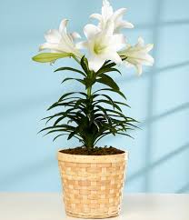 Pin On Easter Lily