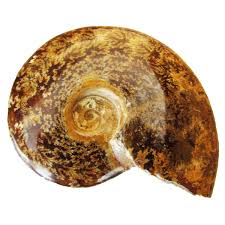 .heteromorph ammonites | jurassic | kachpurites | kachpurites fulgens | kimmeridgian | kosmoceras | kosmoceratidae | lamniformes | lepidodendron | lower callovian | lower cretaceous. 6 8 Cm O Ammonite Fossil For Sale From Madagascar