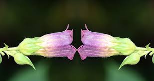 Maybe you would like to learn more about one of these? Belladonna Nature Toxic Plant Flora Atropa Belladonna Nachtschattengewachs Blossom Bloom Purple Pxfuel