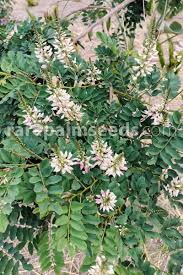 Image result for Indigofera sordida
