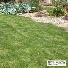 Dog Tuff Grass Plugs Modern Design In 2020 High Country Gardens Grass Plugs Grass Alternative
