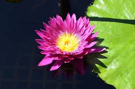 Image result for Nymphaea sulphurea