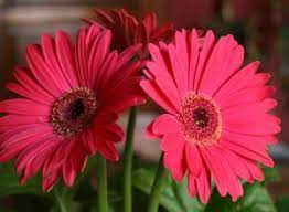 How To Care For Potted Gerbera Daisies Garden Guides Gerbera Daisy Care Gerbera Daisy Gerbera Plant