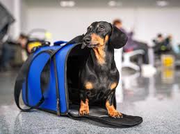 Sleepypod mobile pet carrier car seat | keepdoggiesafe.com. 13 Best Airline Approved Pet Carriers For Dogs Or Cats Conde Nast Traveler