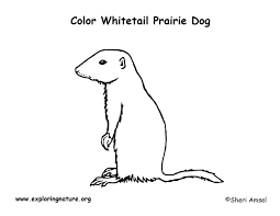 Free blessed mother coloring pages mary virgin sheets prairie dog. Prairie Dog White Tailed Coloring Page