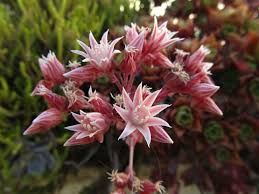 Image result for Dicliptera sericea
