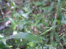 Image result for Urochloa bovonei