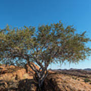 Image result for Boscia albitrunca