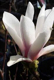 Peppermint flowering peach tree for sale. Magnolia Trees For Sale Magnolia Trees Shrubs Uk Wide