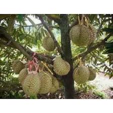 Pokok durian biasanya berbuah satu kali saja pada setiap tahun,akan tetapi untuk memulakan proses penanaman anak pokok sebaiknya di lakukan pada waktu pagi hari jam, 06.00 s/d 09.00. Gnc Musang King Durian D197 Fruit Tree Anak Buah Pokok Durian Musang King çŒ«å±±çŽ‹ æžœçŽ‹æ¦´èŽ² Gardenmart4u Com