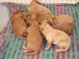 We did not find results for: Cavapoo Puppies For Sale Houston Tx 105912 Petzlover