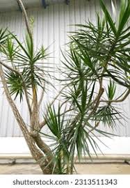 Image result for yucca gigantea en casa