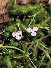 Image result for Mayacaceae