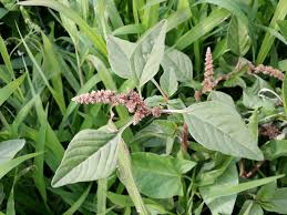 Image result for Amaranthus deflexus