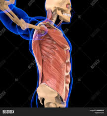 The thoracic segment of the trunk, the abdominal segment of the trunk, and the perineum. Torso Muscle Anatomy Image Photo Free Trial Bigstock