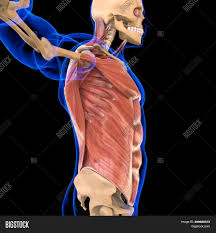 This muscle doesn't move the spine or pelvis, but it does help with respiration and breathing. Torso Muscle Anatomy Image Photo Free Trial Bigstock