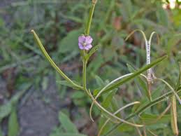 Image result for Epilobium salignum