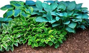 How To Grow Hostas - Beautiful Shade Tolerant Plants - Hubpages