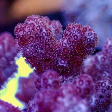 Image result for Peponium sp. A