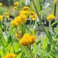 Greenplan Plant Sales event image