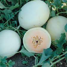 Double Dew PMT F1 Hybrid Melon Seeds - NE Seed