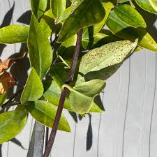 Image result for Jasminum pauciflorum