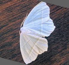 Can be disturbed by day. White Satin Moth By Joline Ephotozine