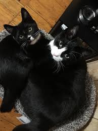 Black And White Tuxedo Cats Tuxedo Twins Gatos Felinos Gato Bonito