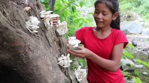 Xxiii xxiv japan 2018 icarus and the rising sun considering the strategic ineptitude of japan s attack on. My Natural Food Find Food Meet Natural White Mushroom Plants To Cook On Rock For Eat Delicious 42 13 94 Mb 10 09 Wlstiv Mp3