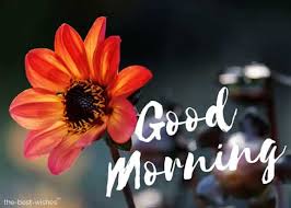 Share the best gifs now >>>. 200 Beautiful Good Morning Wishes With Flowers Best Hd Images
