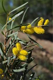 Image result for Acacia hockii
