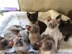 Burmeses for Sale | Cats on Oodle Classifieds