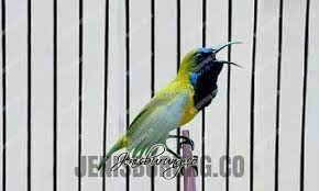 Soalnya, jenis burung tadi berpotensi dijual sangat mahal. Cara Merawat Sogok Ontong Agar Cepat Gacor Rajin Bunyi Pinhome