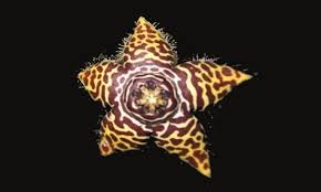 Image result for Orbea lugardii