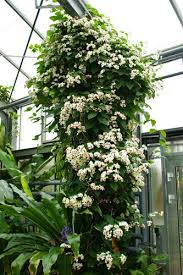 Image result for Clerodendrum toxicarium