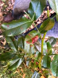 Image result for Schotia brachypetala