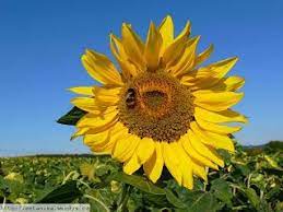 Flowers Around The World The National Flower Ever Country U Medicinal Herbs Sunflower Herbs
