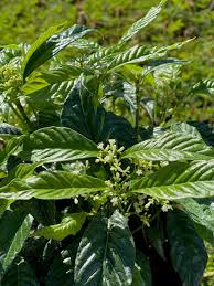 Image result for Psychotria kirkii