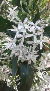 Image result for Pavetta incana