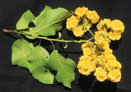 Image result for Cordia sp.A.