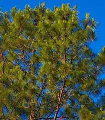 Image result for Pinus maximinoi
