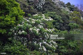 Image result for Vernicia