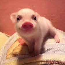 That's actually a cute picture of a baby pig! Baby Pigs Are Adorable Aww