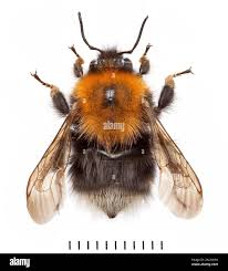 Image result for Bombus hypnorum