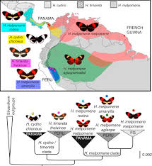 Masquerade combined with batesian mimicry is considered 'protective deceptive mimicry.' in another form of mimicry, called müllerian mimicry, two unrelated dangerous species resemble each other in order to reinforce the no touching vibe attendant with both, thereby letting potential predators know, this is what danger looks like. Mullerian Mimicry An Overview Sciencedirect Topics