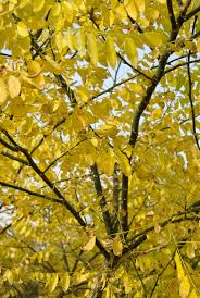 Image result for Styphnolobium japonicum