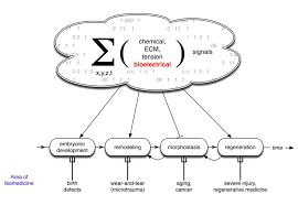 We did not find results for: Bioelectricity Wikipedia