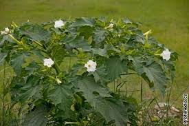 Image result for durman obecný plod