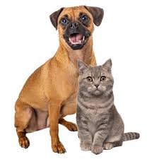 Maybe you would like to learn more about one of these? San Diego California Mobile Veterinarian Zumivet
