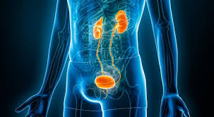 Image result for Bladder Cancer